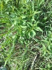 Urtica dioica
