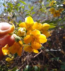 Philadelphus mexicanus