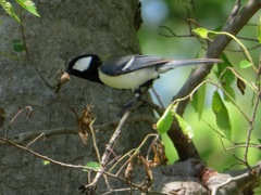Parus minor