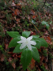Anemonoides trifolia