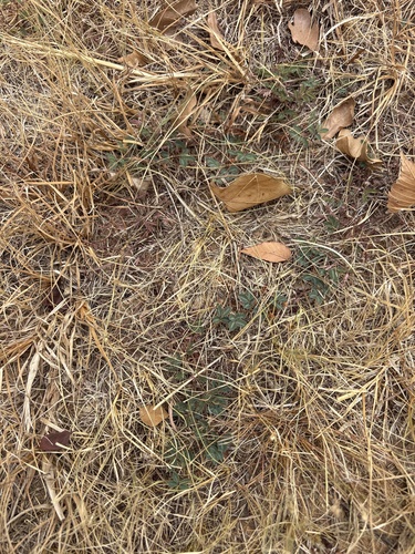 Neptunia lutea, photograph 6