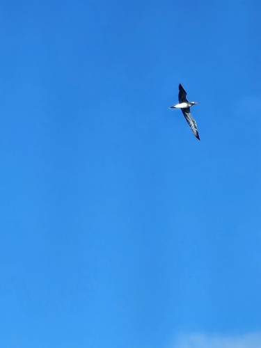 Red-footed Booby