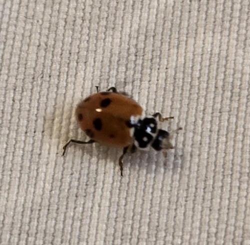 Oblong Lady Beetles