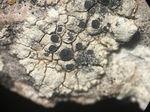 Diplotomma venustum observed 2026-05-30