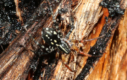 Spotted Ground Swift Spider