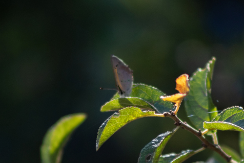 Small Copper