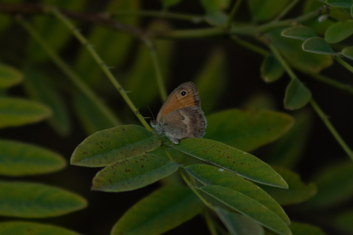 Small Heath