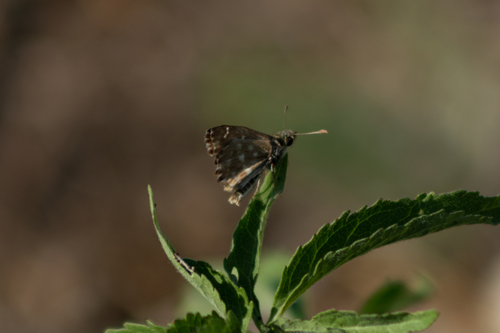 Mallow Skipper