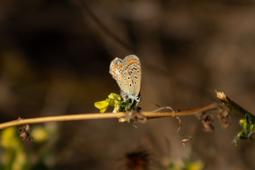 Common Blue