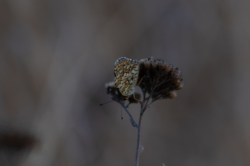 Knapweed Fritillary