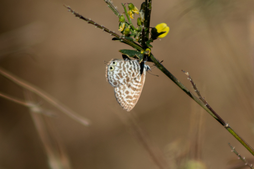Lang's Short-tailed Blue