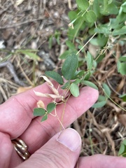 Galactia regularis