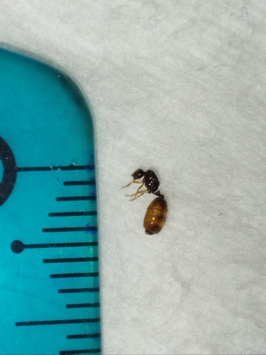 Common European Thief Ant