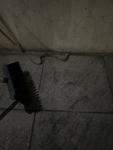 Ladder Snake
