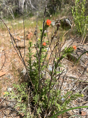 Castilleja applegatei, photograph author not stated, no rights reserved