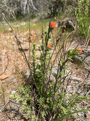 Castilleja applegatei