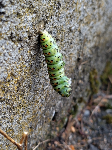 Old World Swallowtail