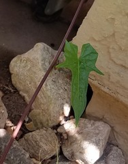 Ipomoea alba