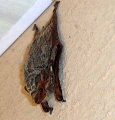 Taphozous mauritianus