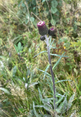 Cirsium heterophyllum, photograph (c) Andreas Schneider, some rights reserved (CC BY)