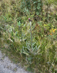 Cirsium heterophyllum, photograph (c) Andreas Schneider, some rights reserved (CC BY)