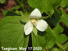 Trillium camschatcense