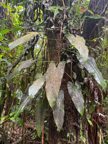 Philodendron curvilobum
