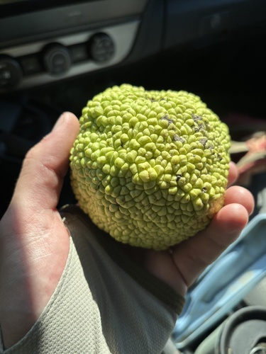 Osage-orange