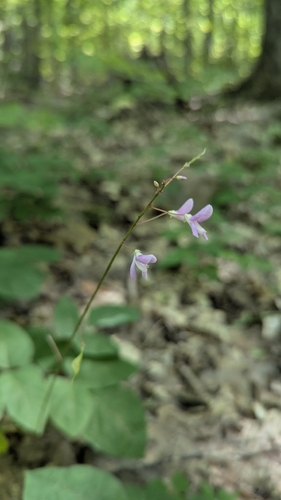 Hylodesmum nudiflorum, photograph 1