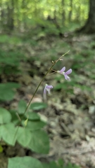 Hylodesmum nudiflorum