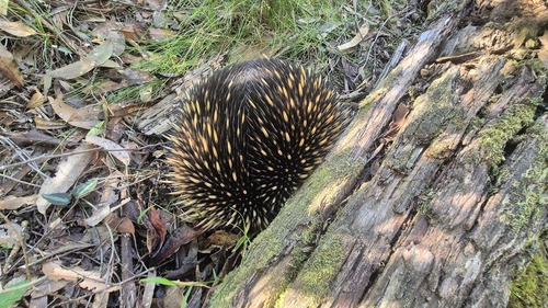 Eastern Short-beaked Echidna