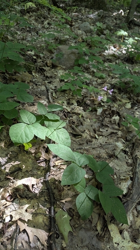 Hylodesmum nudiflorum, photograph 2