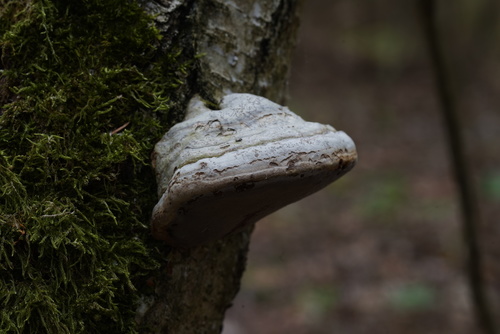 Fomes fomentarius — (c) Giedrius Markevičius, some rights reserved (CC BY)