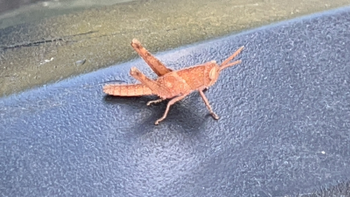 Mischievous Bird Grasshopper