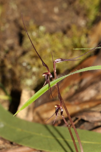 Mayfly orchid