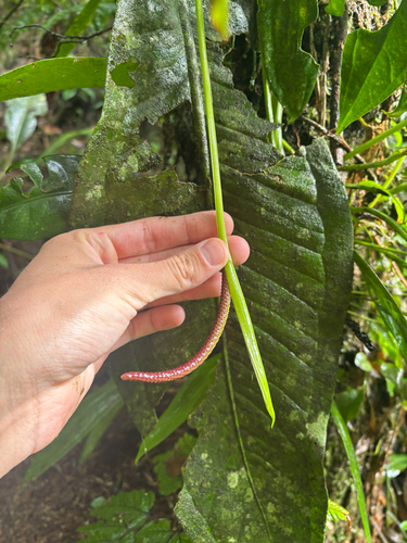 Anthurium sellowianum