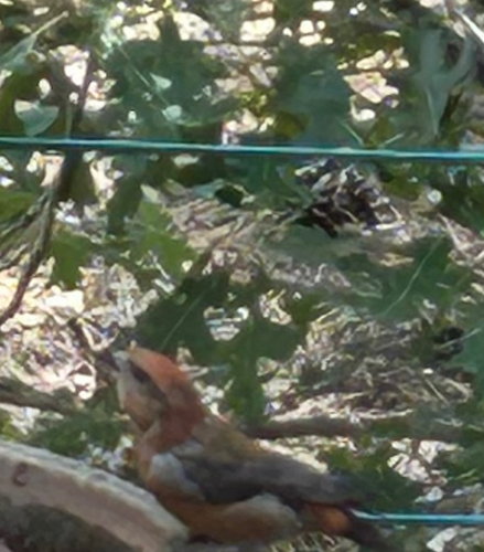 Red Crossbill