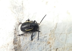 Arima marginata