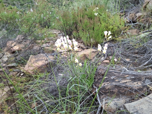 Freesia corymbosa