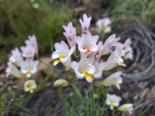 Freesia corymbosa, photograph 1
