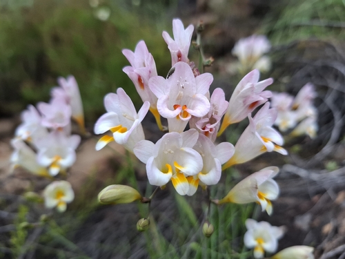 Freesia corymbosa, photograph 2