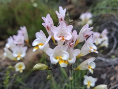 Freesia corymbosa, photograph (c) douglaseustonbrown, some rights reserved (CC BY-SA)