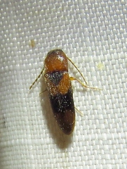 Ampedus areolatus
