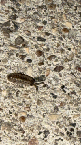 Brickwork Woodlouse