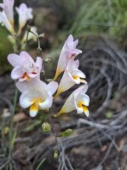 Freesia corymbosa, photograph (c) douglaseustonbrown, some rights reserved (CC BY-SA)