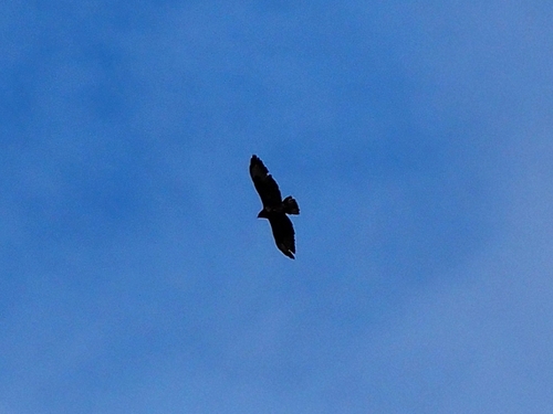 Common Buzzard