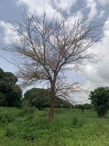 Ana tree