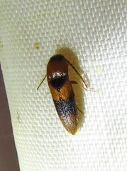 Ampedus areolatus