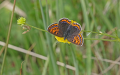 Lycaena helle