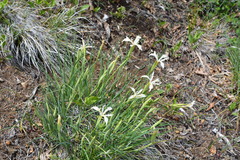 Iris tenuissima